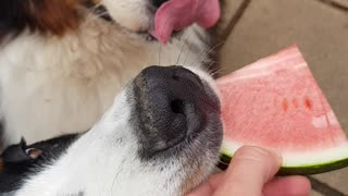 Bernese Mountain Dog trying to steal watermelon