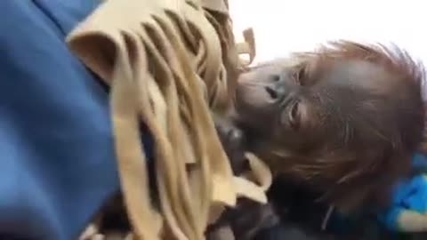 New orangutan at Sedgwick County Zoo