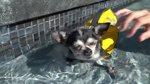 Me Teaching My Dogs How To Swim