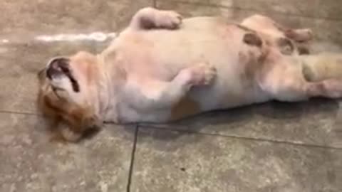 Cute Doggy In Taiwan Sleeps In Hilarious Position