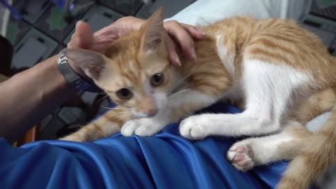 How Cats React When Seeing Stranger 1st Time - Running or Being Friendly 10? | Viral Cat