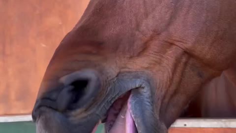 Funny horse video 2022