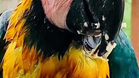 parrots enjoy rain | macaw | Weather