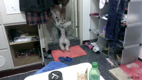 puppy who doesn't want to take a bath