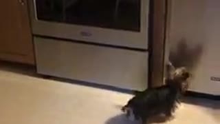 Yorkie throws tantrum upon seeing her reflection