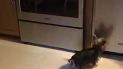 Yorkie throws tantrum upon seeing her reflection