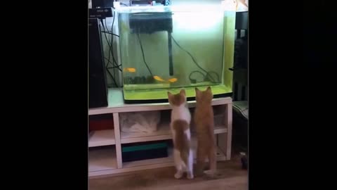 Cute.Kittens waiting eagerly when these fish will come out of the tank...🐱🐱