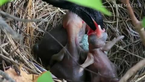 Baby bird nest: The Crow saga