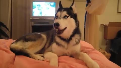 Husky Dog Trying To Say " I love you "