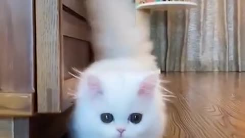 OMG! No doubt this cat is very cute