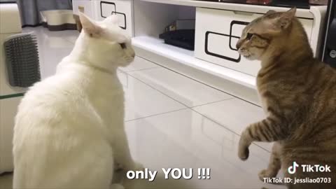 Cats talking. !! This cat can speak English (part 2)