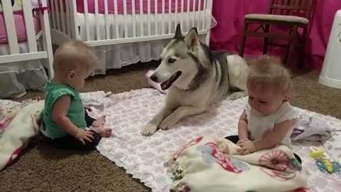 Watch How This Adorable Husky Entertains His Precious Twin Best Friends