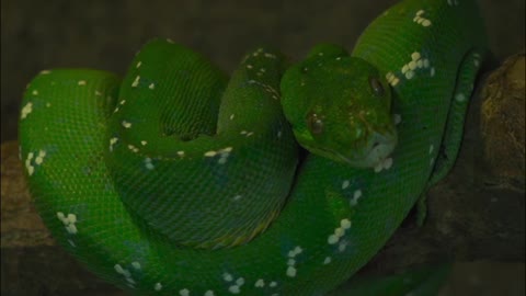 Gone green snake