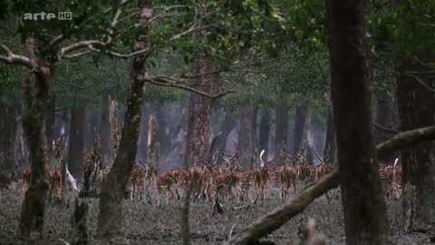 Der Wert der Wälder Die Sundarbans - Im Mangrovenwald Bengalens Doku (2016)