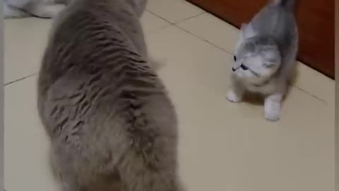 Funny CAT FIGHT video!!!!!!!