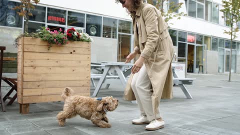 Dog Jumping Towards Her Master