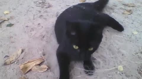 Gato preto fofinho, vem falar comigo, ele é manso [Nature & Animals]