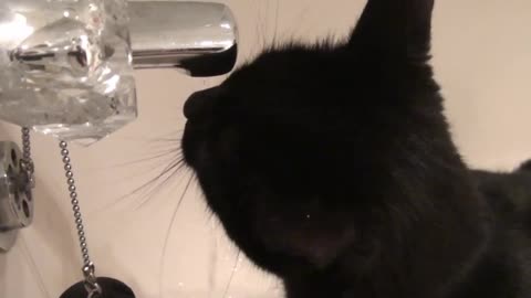 Myla's latest trick, a cat water drink😺