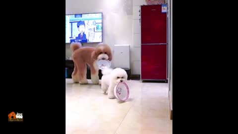 Fluffy Giant Poodle Dogs Showing Loyalty To Their Owner By Funny Actions