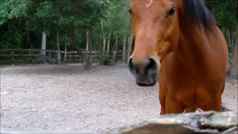 Amazing Stable Brown Horse Getting Out All Dirt By Him Self