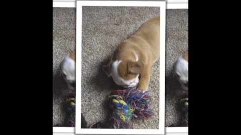 Pebbles and BamBam TUG OF WAR!!!!!!!!!!!!!