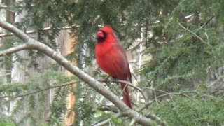 Cardinal