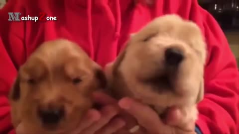 Cute puppies howling completion 2021