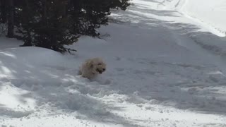 White dog struggles to fetch snowball thrown in snow