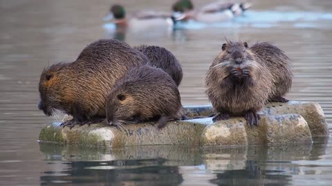 marmots gathered