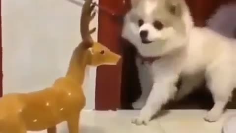 Dear cat dog funny and cute