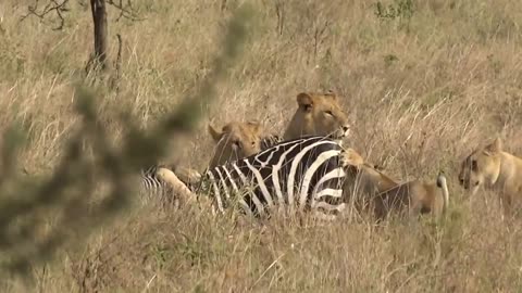 Lions killing a poor zebra