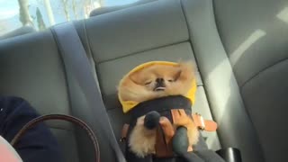 Pomeranian hilariously sleeps in adorable car seat