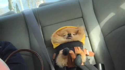 Pomeranian hilariously sleeps in adorable car seat