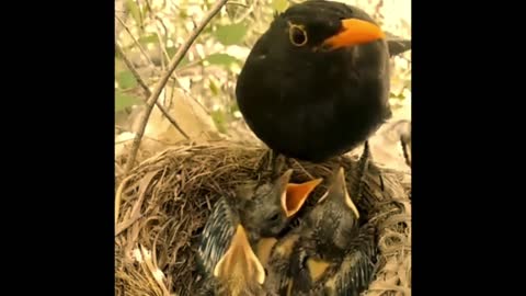 Feeding baby Birds Birds feeds babies Crow feeds babies