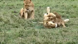 Most Funny and Cutest Cubs Lion and tiger