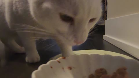 Cat Princess Banu eating her yummy meat goop asmr