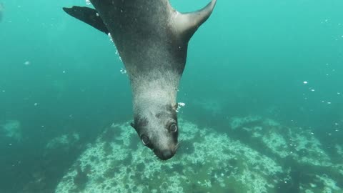 Close-Up View of Beautiful Sea Lion Swimming Underwater