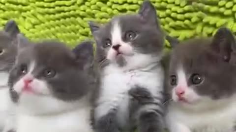 Cute Baby meow video