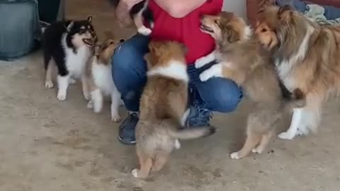 5 puppy with mama ready for training