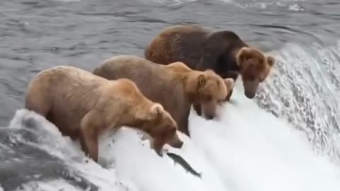 Bears catching fish !