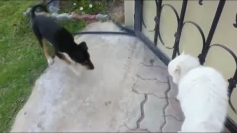 Angry Cats Vs Dogs Funny Compilation Video Ever- cats and dog Fight-My Way