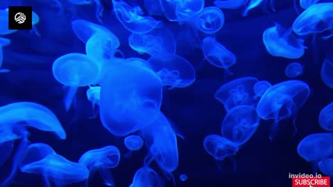 🎵 Amazing Jellyfish swimming underwater - pretty ocean creatures - relaxing ocean sounds