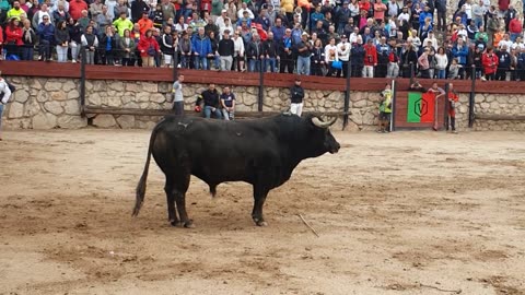 HITA. GUADALAJARA 🇪🇦 Toro de la Asociación Toros Bravos en Guadalajara Celestino Cuadri.