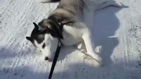 Husky don't want to walk