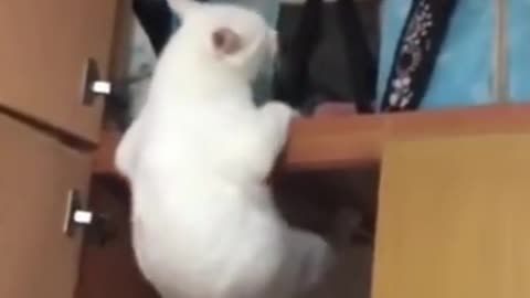 The cat could not get up even after trying hard