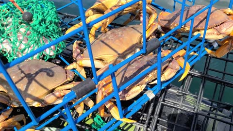 Catching Crabs in Belcarra BC, Canada