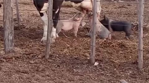 Piglets Nurse From Cow