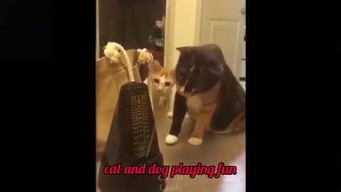 CAT AND DOG PLAYING FUN
