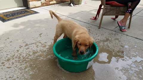 Adorable Golden Retriever puppy plays in water bowl