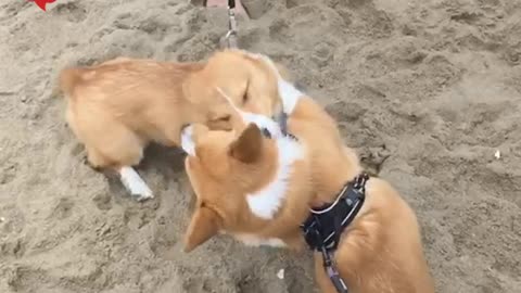 Corgi puppies "boxing" in slow motion is a cuteness overload